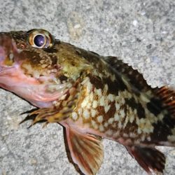 夏のロックフィッシュゲーム